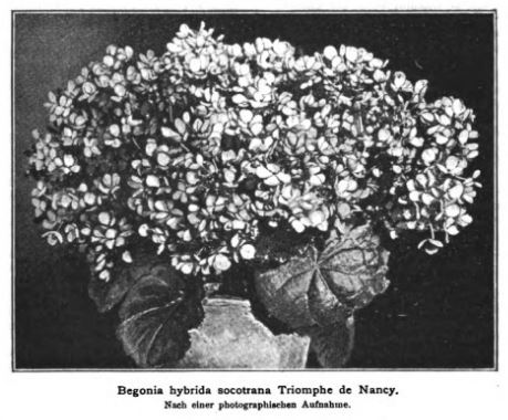 B. ‘Triomphe de Nancy’